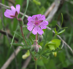 Geranium tuberosum
