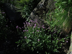 Cardamine raphanifolia