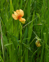 Lathyrus gorgonei