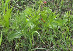 Eminium spiculatum