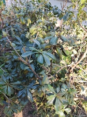 Pittosporum tobira