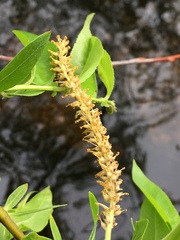 Salix lucida lucida