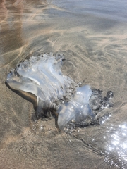 Rhopilema hispidum