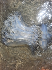 Rhopilema hispidum