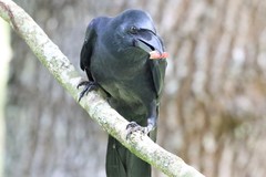 Corvus macrorhynchos culminatus