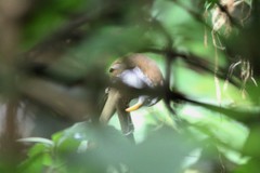 Pomatorhinus melanurus