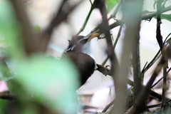 Pomatorhinus melanurus