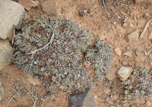 Image of Faucaria bosscheana by (c) Nicola van Berkel, some rights reserved (CC BY-SA)