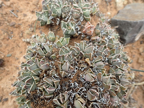 Image of Faucaria bosscheana by (c) Nicola van Berkel, some rights reserved (CC BY-SA)