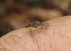 Phyllobaenus verticalis