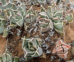 Faucaria bosscheana