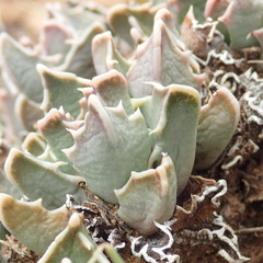 Faucaria bosscheana