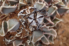 Faucaria bosscheana