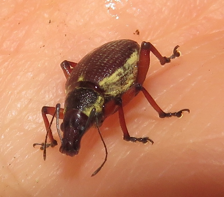 Scarp Forest Splitnose Weevil