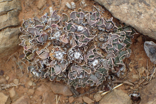 Image of Faucaria bosscheana by (c) Nicola van Berkel, some rights reserved (CC BY-SA)