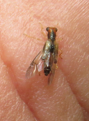 Phyllobaenus verticalis