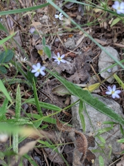 Chaetopappa bellidifolia