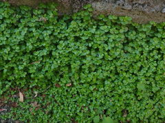 Soleirolia soleirolii