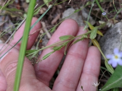 Chaetopappa bellidifolia
