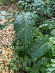 Wilsonomyces carpophilus