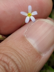 Chaetopappa bellidifolia
