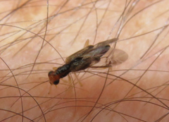 Phyllobaenus verticalis