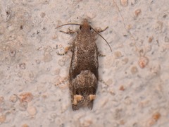 Epiblema luctuosissima