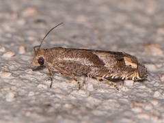 Epiblema luctuosissima