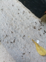 Linepithema humile
