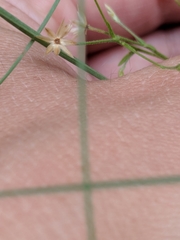 Chaetopappa bellidifolia