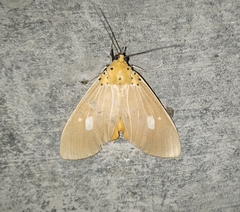 Asota producta