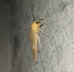 Asota producta