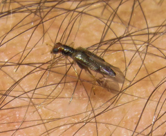 Phyllobaenus verticalis