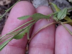 Chaetopappa bellidifolia