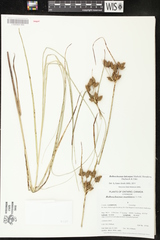 Bolboschoenus laticarpus