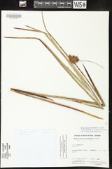 Bolboschoenus maritimus paludosus