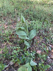 Asclepias humistrata image