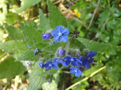 Pentaglottis sempervirens