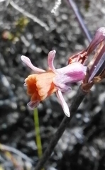 Tulbaghia alliacea