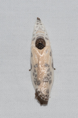 Arignota stercorata