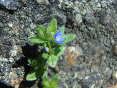 Veronica arvensis