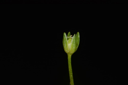 Image of Sabulina fontinalis by (c) Brian Finzel, some rights reserved (CC BY-SA)