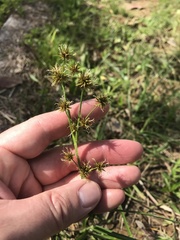 Rhynchospora holoschoenoides