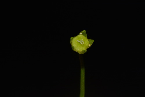Image of Sabulina fontinalis by (c) Brian Finzel, some rights reserved (CC BY-SA)