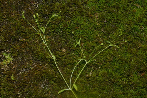 Image of Sabulina fontinalis by (c) Brian Finzel, some rights reserved (CC BY-SA)