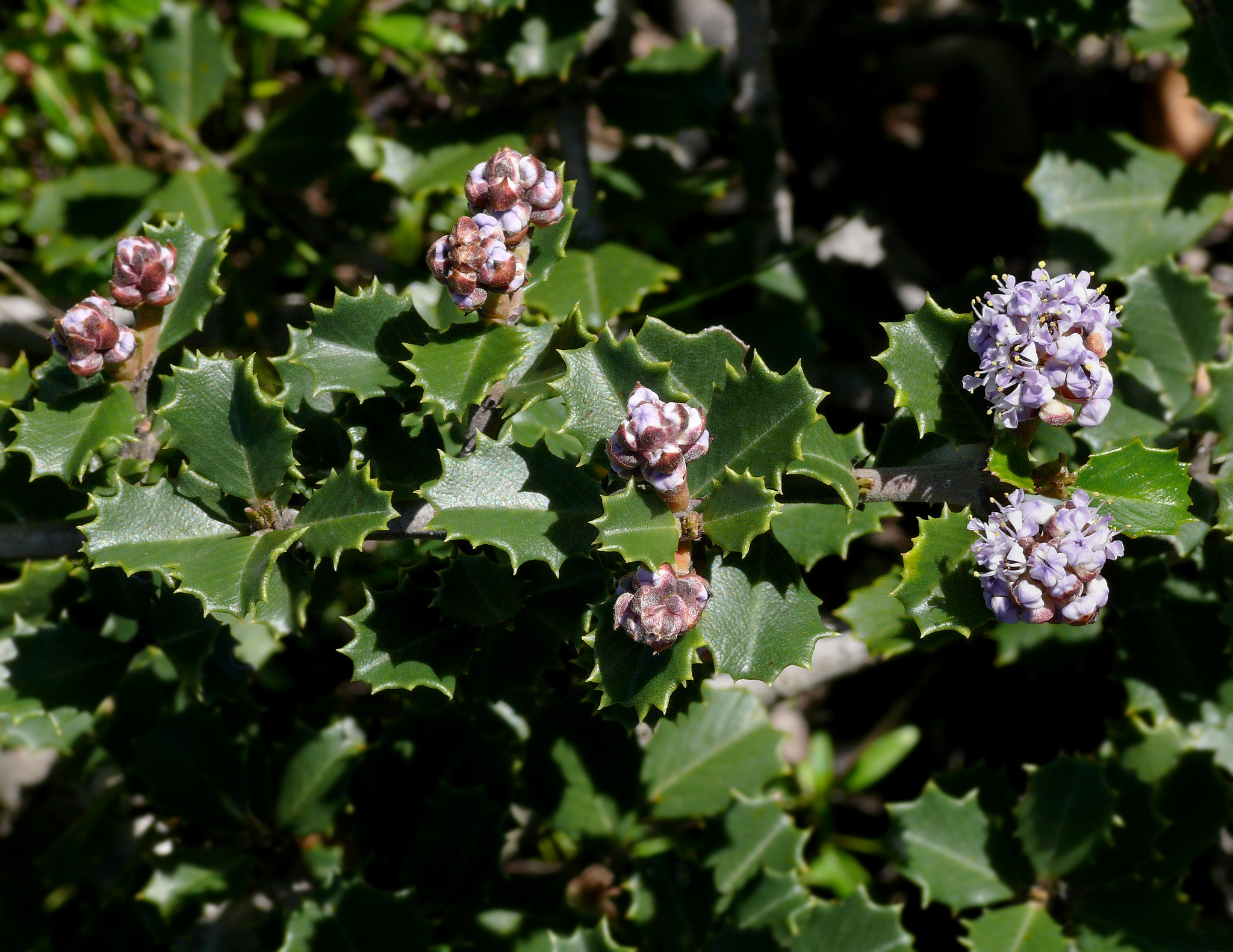 Ceanothus jepsonii