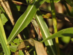 Amblytropidia australis