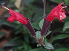 Aeschynanthus radicans