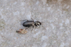 Syntomus foveatus