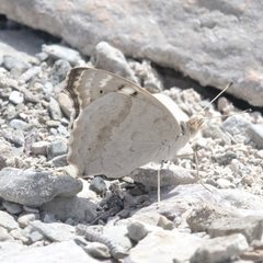Junonia orithya here